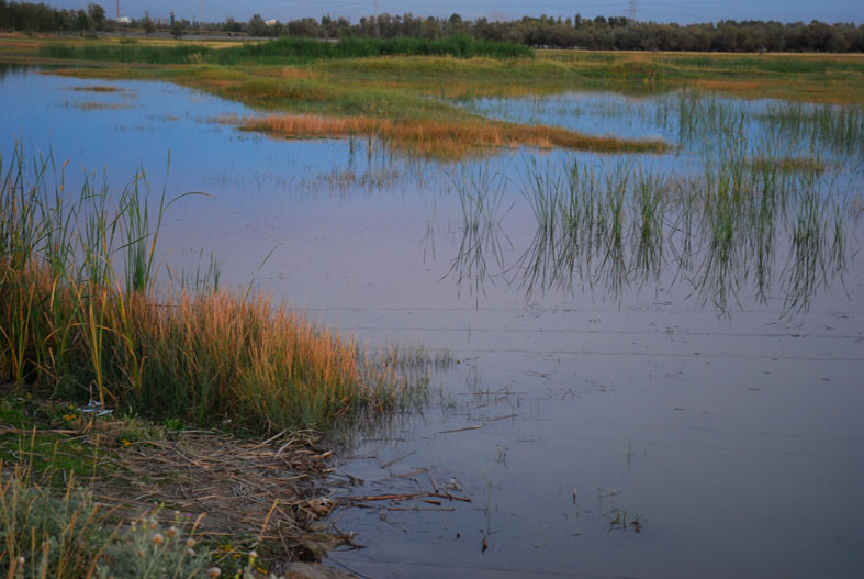 黑河湿地 摄影 weixianghua