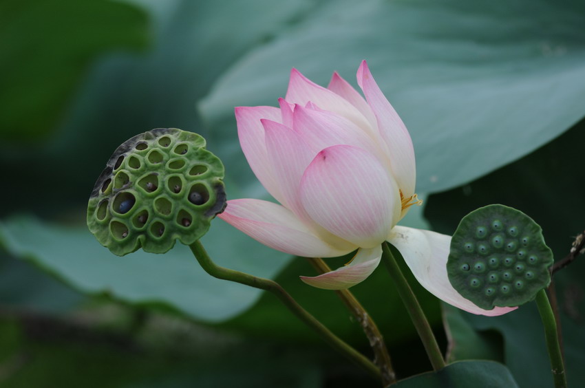 荷韵---春华秋实，荷花仙子回娘家。 摄影 熊光