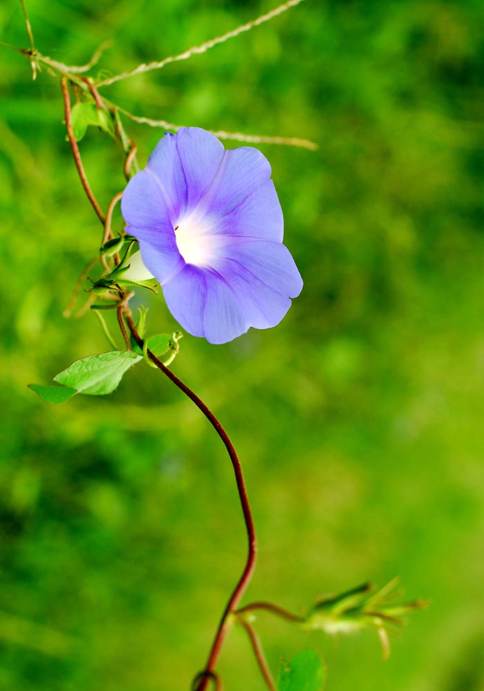 牵牛花 摄影 快乐的小虎