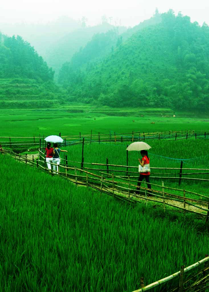 雨中行 摄影 wbl1950