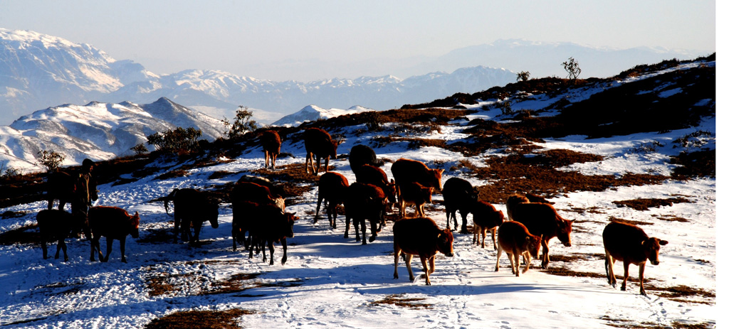 雪景、牧归 摄影 曲木子撒