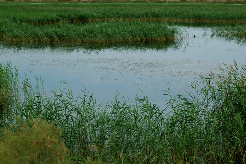 黑河湿地 摄影 weixianghua