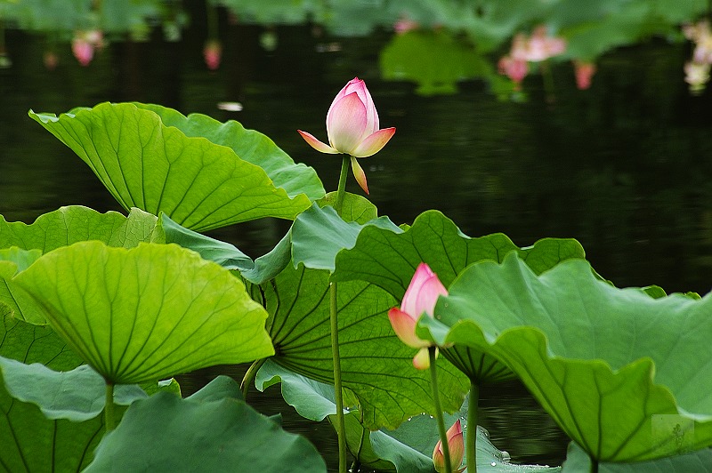 瞧,这一家子 摄影 随风飘浮