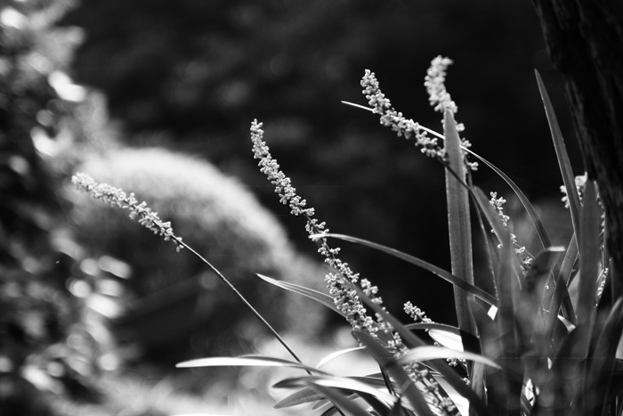 野花草 摄影 minipuff