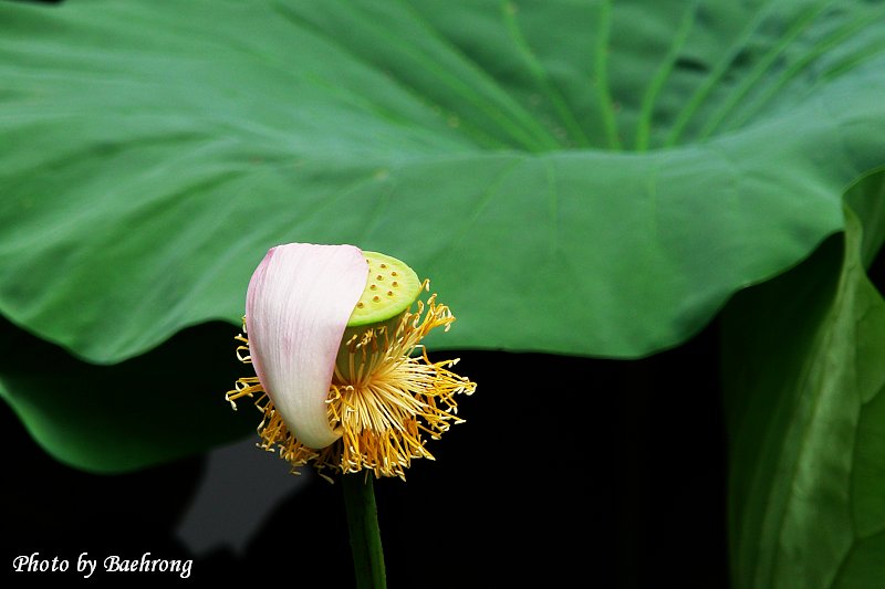 荷花 53 摄影 baehrong