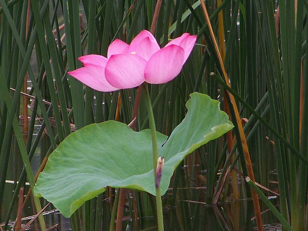 荷花 摄影 没天理