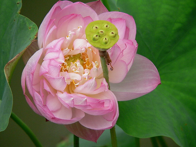 花果 摄影 勤学