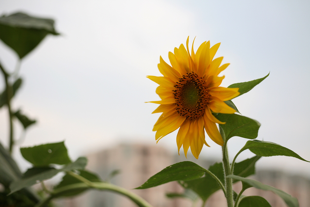 sunflower 摄影 chrome