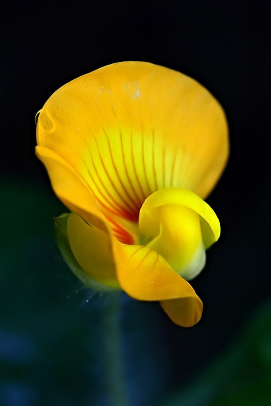 花生花 摄影 田野行者