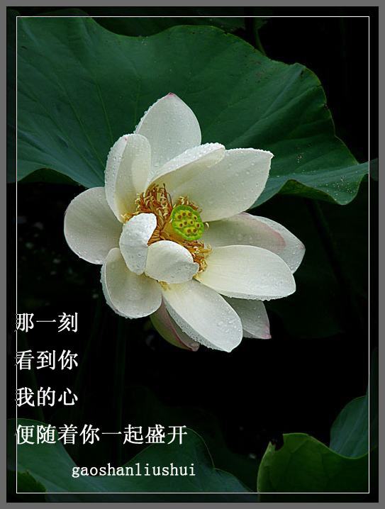 雨 荷 摄影 HUAWEI