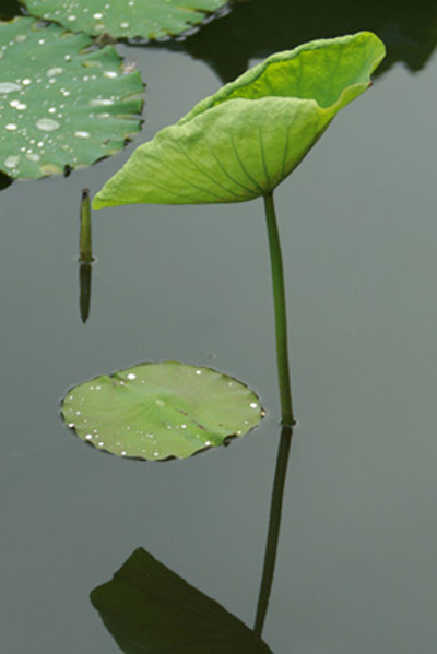 荷影 摄影 花雨溅