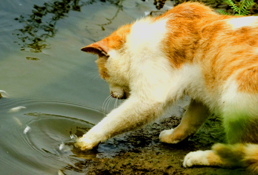 馋猫钓鱼 摄影 荷乡