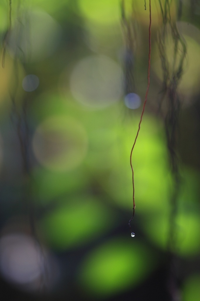 水滴 摄影 深圳湾