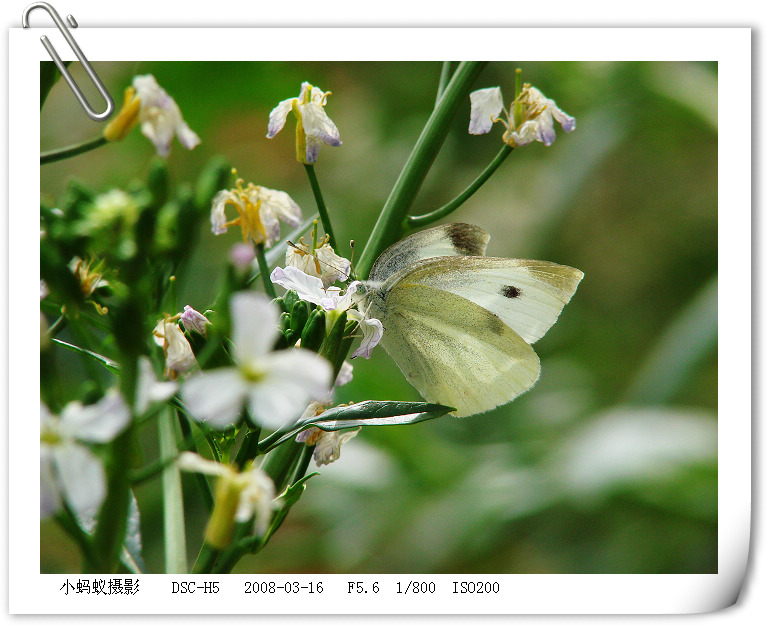 花 摄影 聪明的小蚂蚁