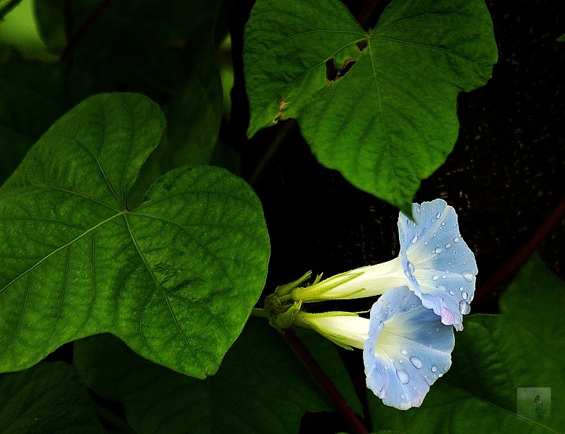 俩相依 摄影 随风飘浮