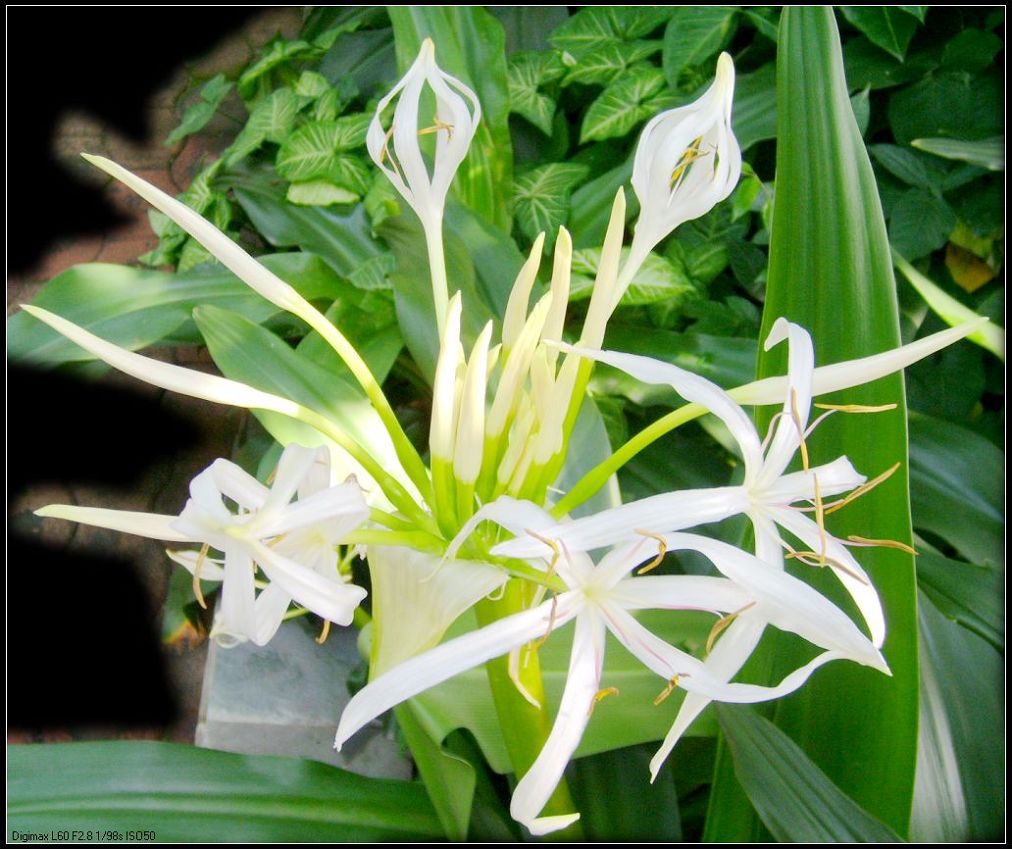 冠军花环(3) 摄影 鲁戎