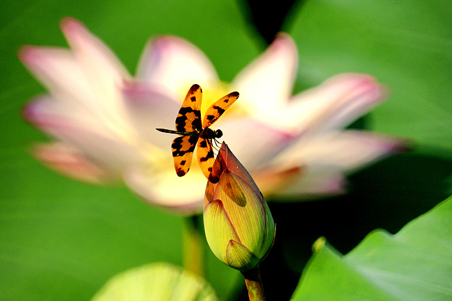 蜻蜓,荷花 摄影 wzy