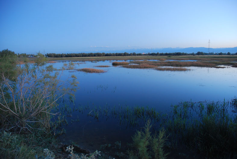 黑河湿地 摄影 weixianghua