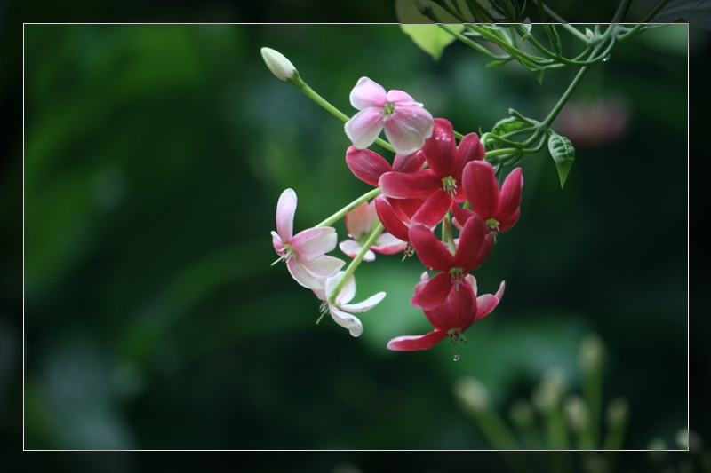 献给教师节的花 摄影 天线小宝宝