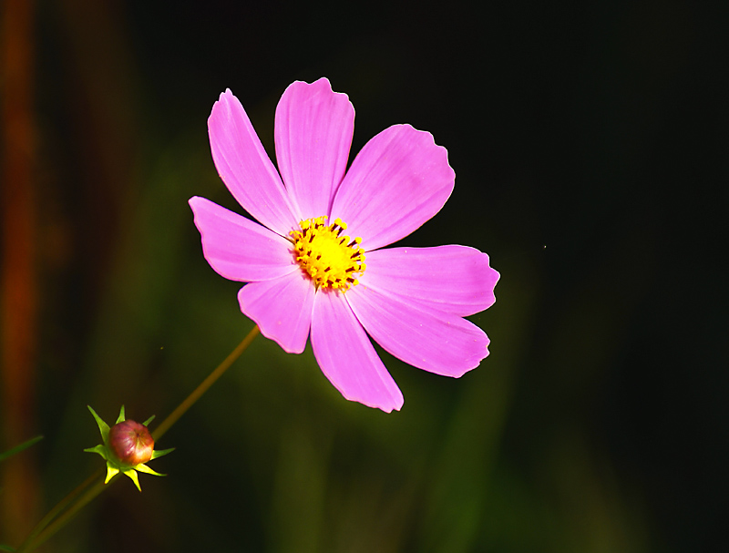 小花 摄影 学君