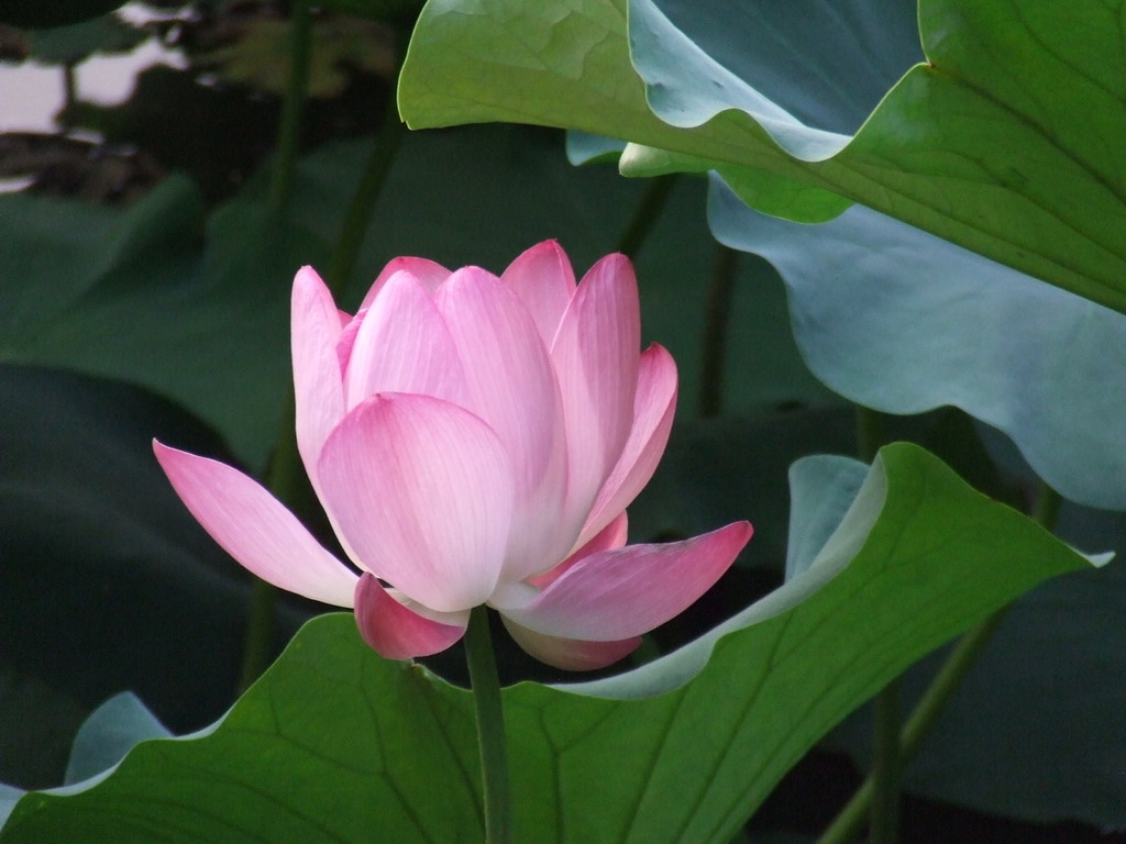 境，空灵 摄影 芦芽山下