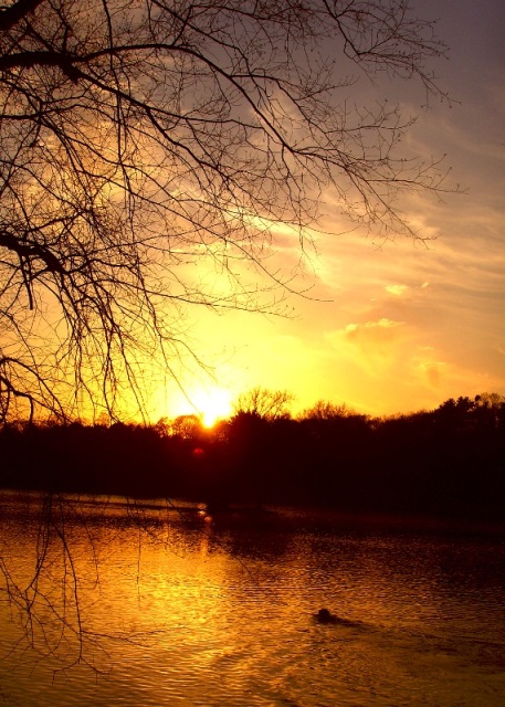 Jamaica pond 夕阳 摄影 shari