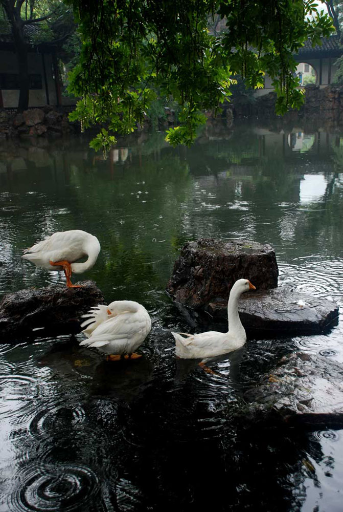 江南雨 摄影 前方5607