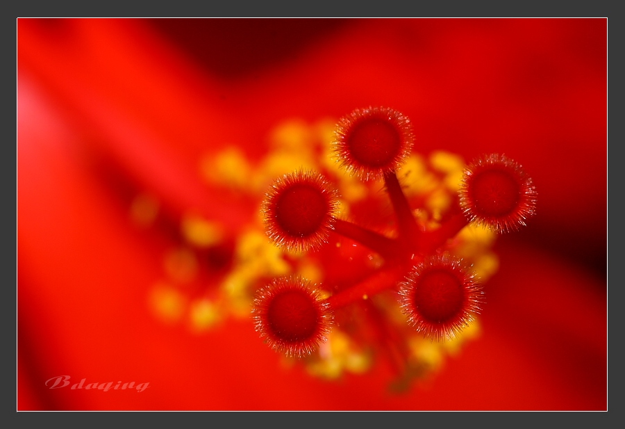 五环花芯 摄影 Bdaqing