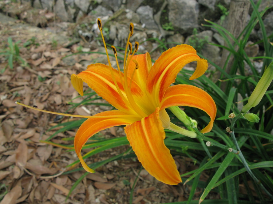 黄花菜 摄影 夜雨花仙