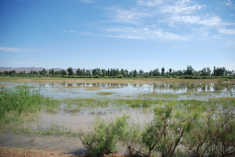 黑河湿地 摄影 weixianghua