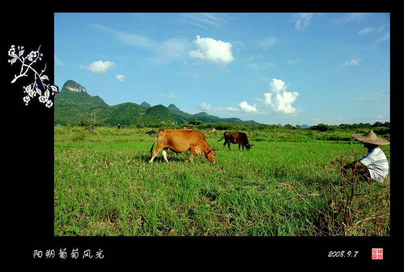 阳朔葡萄乡风光 摄影 情趣花韵