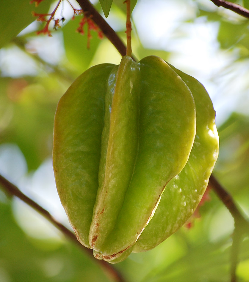 杨桃 摄影 野茉莉