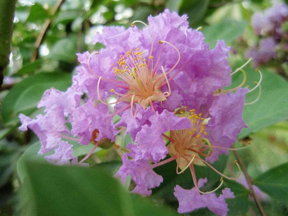 夏花 摄影 琳茜莹