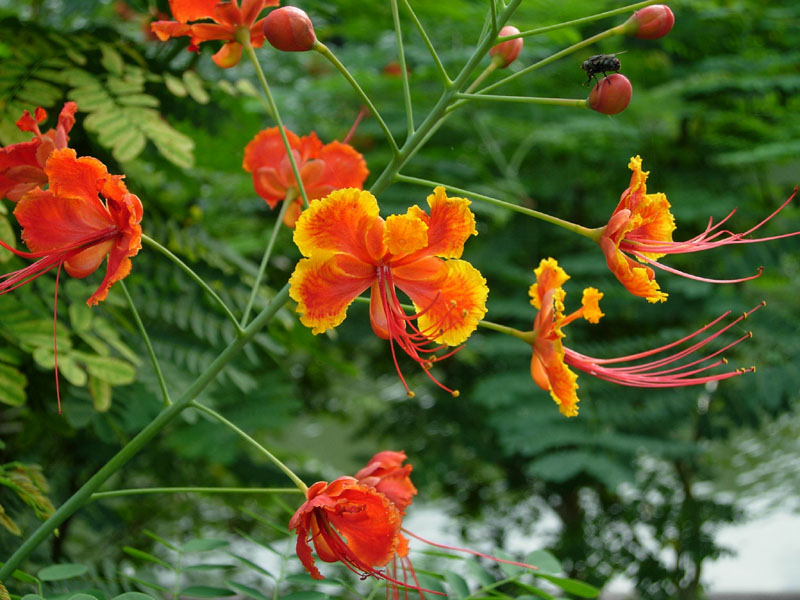 植物公园 – 花卉1 摄影 七滨逍遥