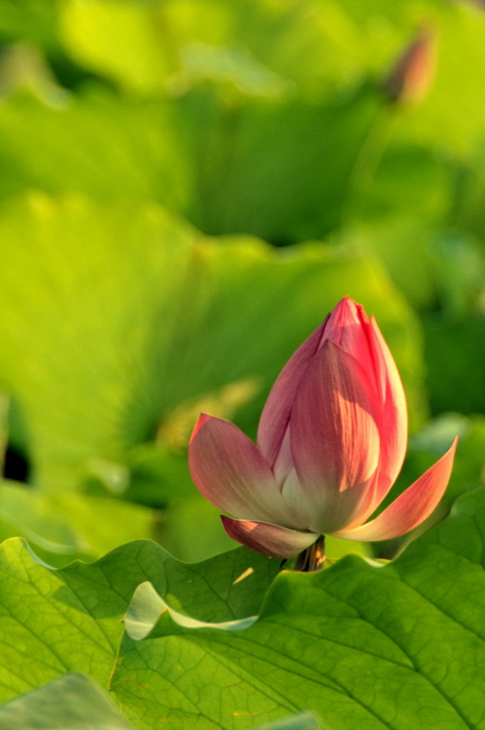 荷花 摄影 laochouyu