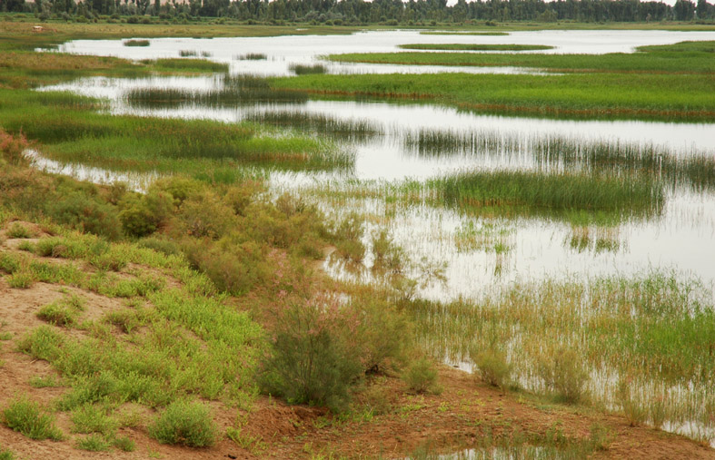 黑河湿地 摄影 weixianghua