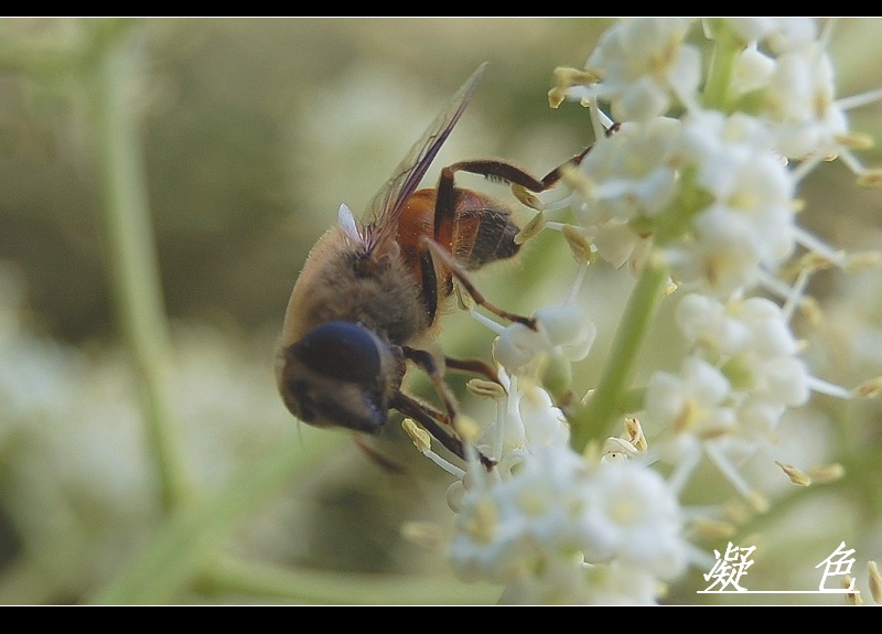 蜜蜂3 摄影 凝色