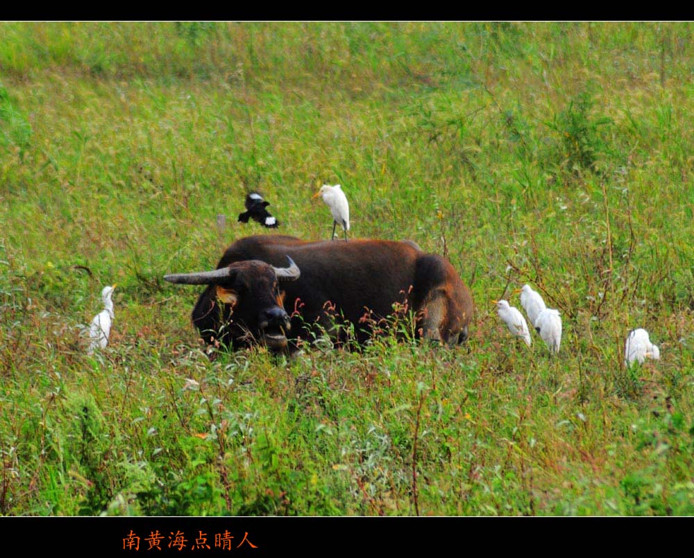 和谐之凑热闹 摄影 南黄海点睛人