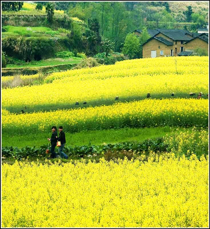 山乡花季 摄影 山水心