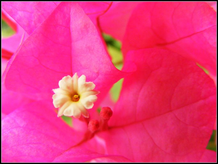 花中花 摄影 摇曳探花