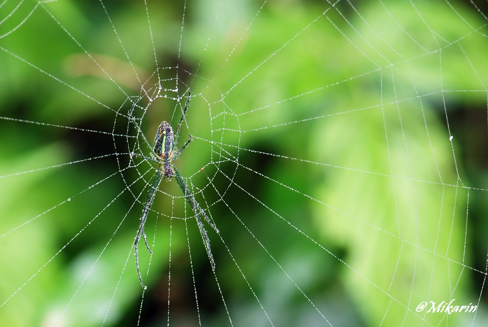 珠网（Spide No.2） 摄影 山头舟