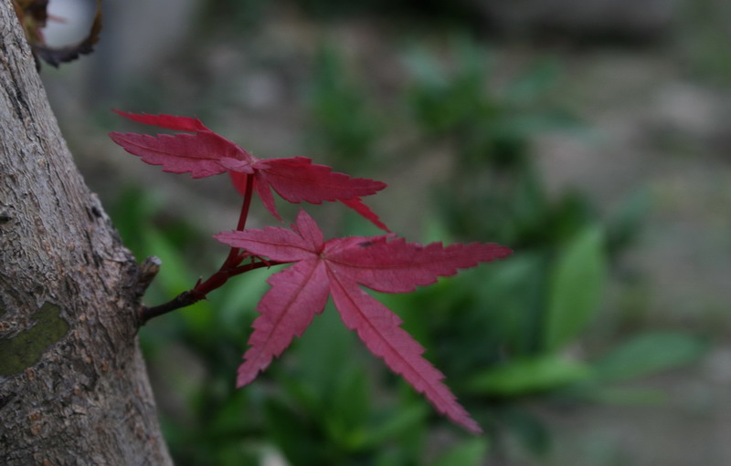 树枝 摄影 蓝天1800