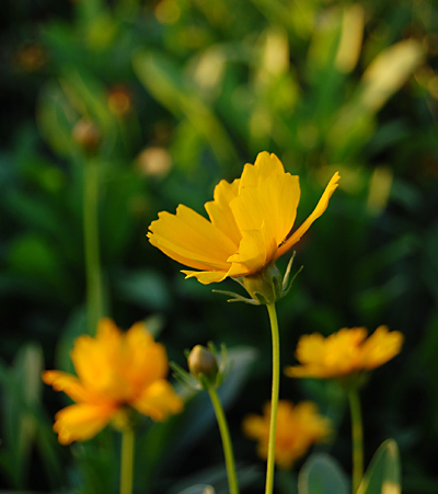 落日余晖 摄影 花凌格