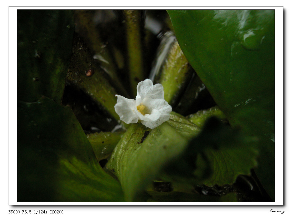 菱花 摄影 luning