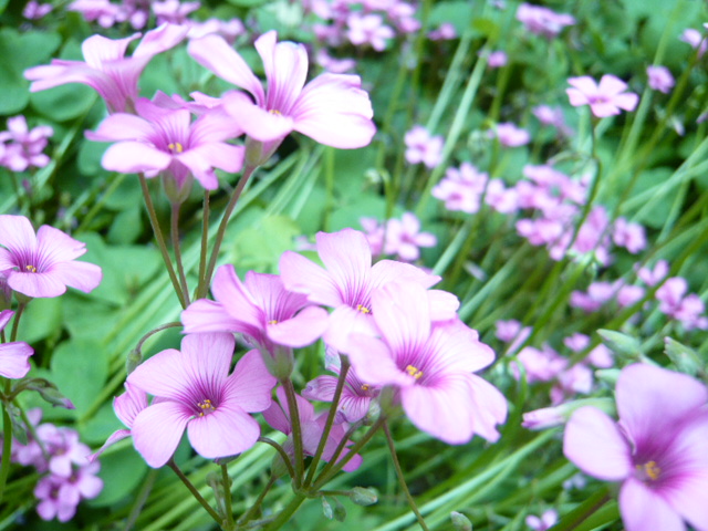 我的百花园 芳草地 摄影 孙桂芳