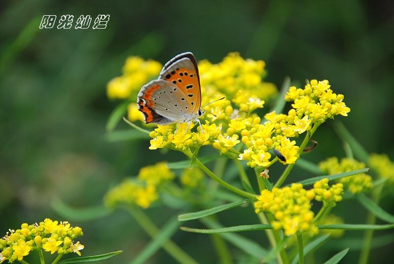 蝶恋花 摄影 阳光灿烂中