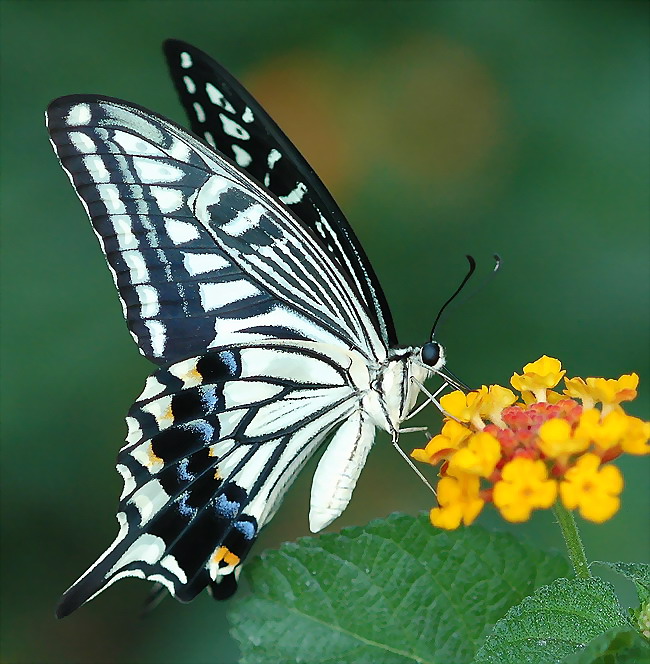 柑橘凤蝶 Papilio xuthus Linnaeus 摄影 一只小小鸟