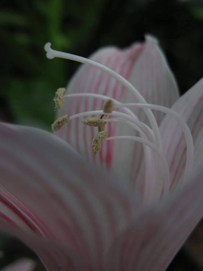 香粉淡淡 摄影 夜雨花仙