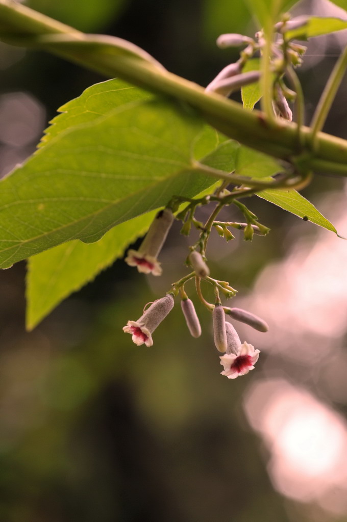 攀缚小花 摄影 laochouyu