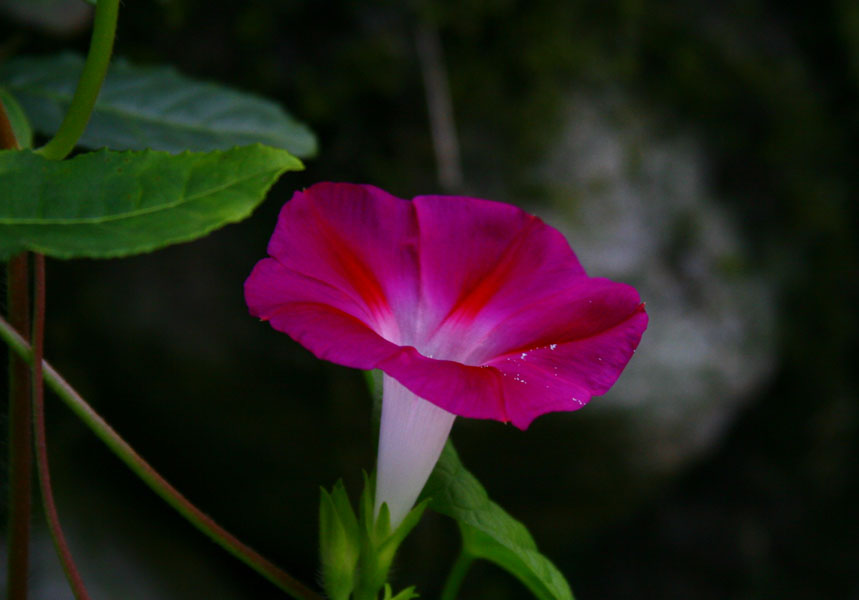 牵牛花 摄影 兰幽香风定